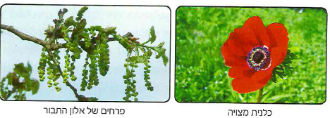 (בספר תרשים)